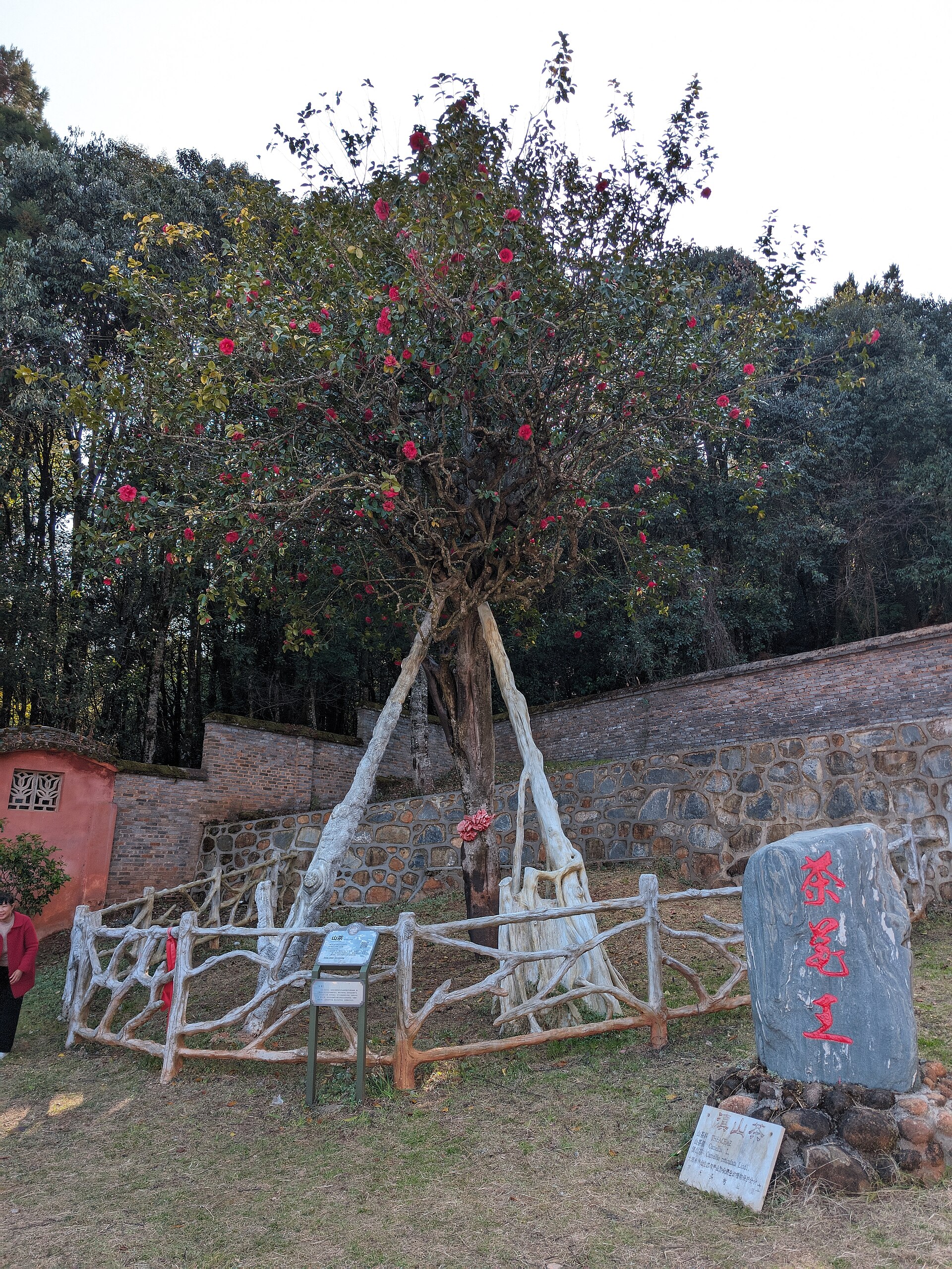 Yunnan spring flowers mountains