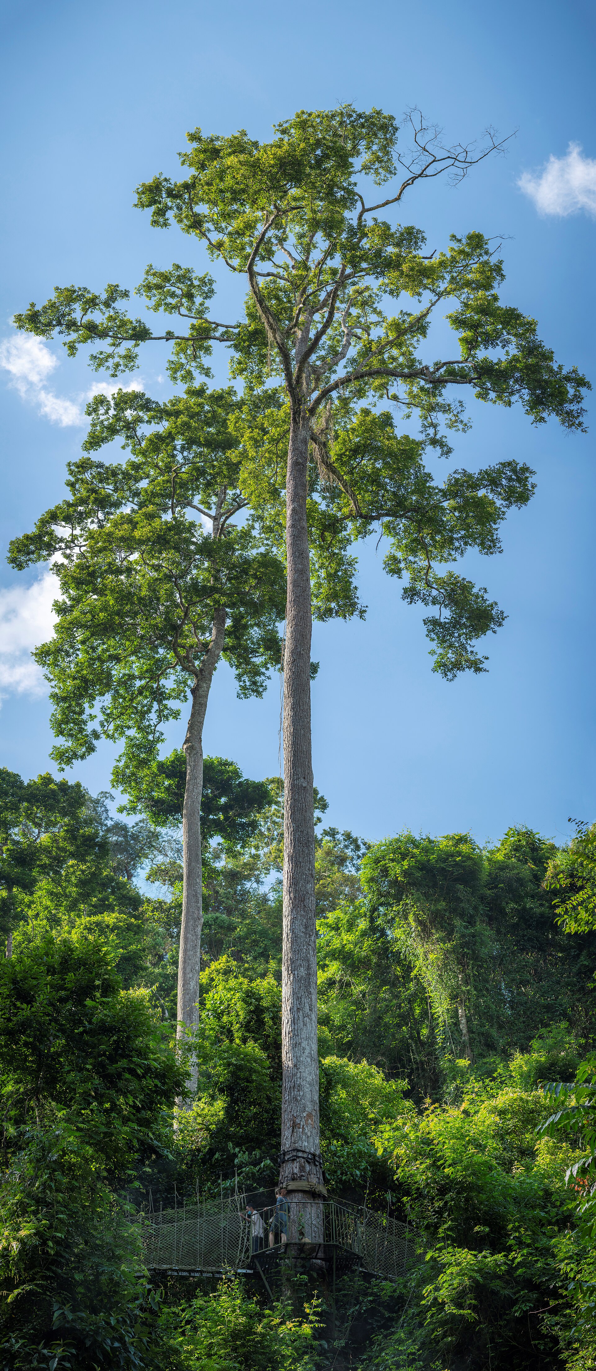 Xishuangbanna tropical forest Yunnan